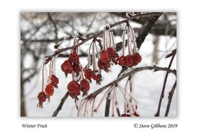 Winter_Fruit