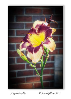 August Daylily