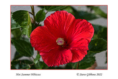 Hot Summer Hibiscus