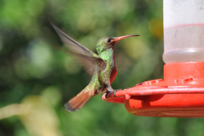 Hummingbird_Rufoustailed_DSC_4831.JPG