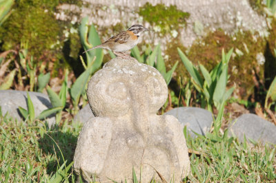 Sparrow_Rufouscollared_DSC_3910.JPG