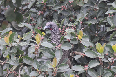 Chachalaca_1.JPG