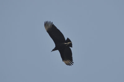 Black Vulture
