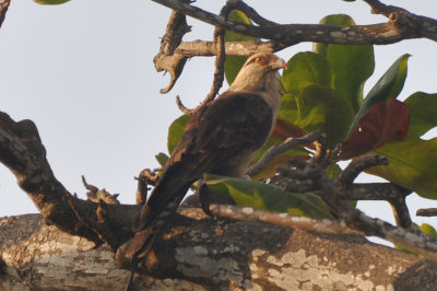 Caracara Yellow-headed DSC_7593.JPG