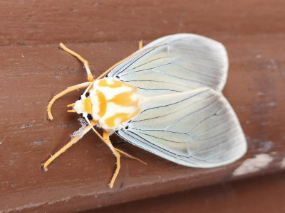 Moth - Tiger Moth.jpg