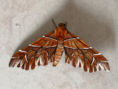 Moth 12.jpg