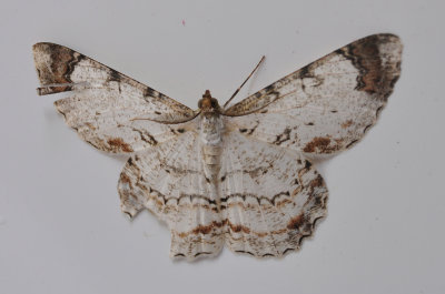 Moth 2.JPG