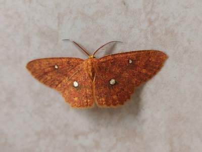 Moth 9.jpg