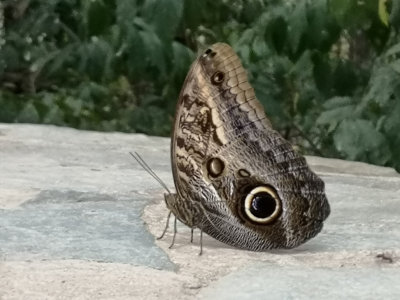 Owl Butterfly