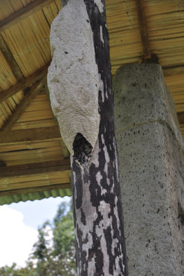 Colombian Insects