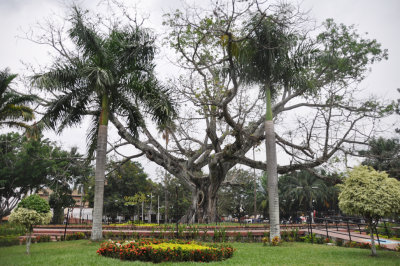 Ceiba tree.JPG