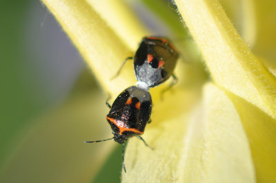 Stink Bugs