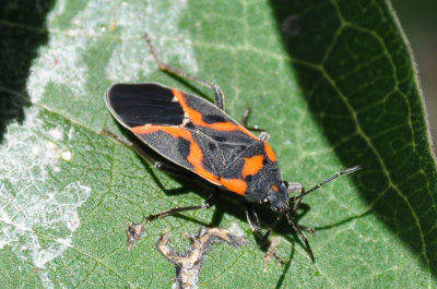 Bugs