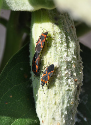 Milkweed Bugs Mating