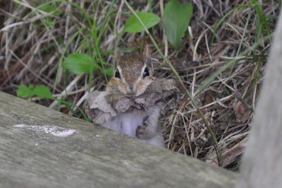 DSC_8141chip.jpg