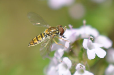Margined Calligrapher Hoverfly