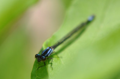 DSC_8273damselfly.jpg