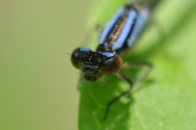 DSC_8281damselfly.jpg