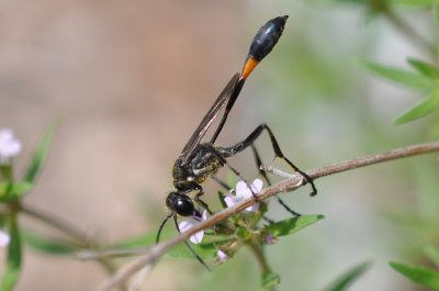 Thread-Waisted Wasp