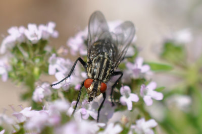 Sarcophaga carnaria - Common Flesh Fly 1