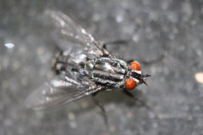 Sarcophaga carnaria - Common Flesh Fly 2