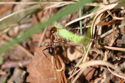 Insects: Butterflies etc.