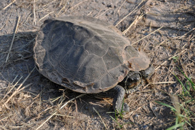 Northern Map Turtle 3
