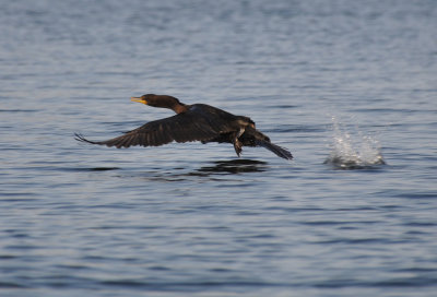 Cormorant