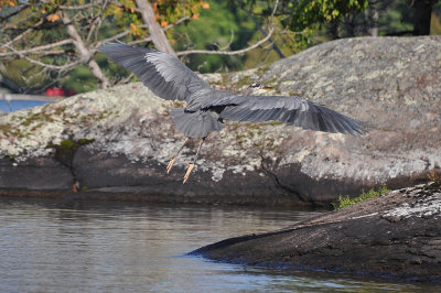 DSC_9536heron.jpg