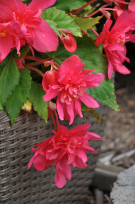 Begonia 5