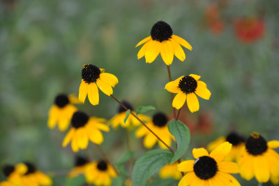 Rudbeckia