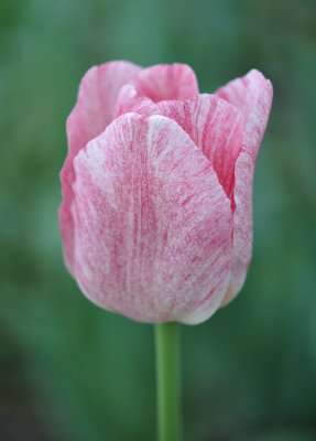 Pink tulip 2