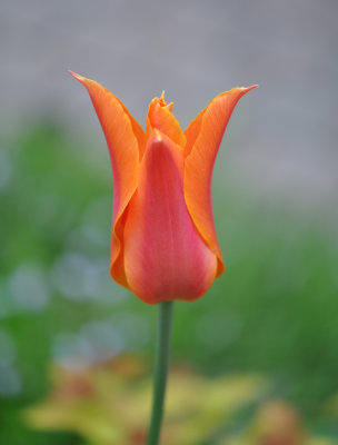 Orange tulip 3