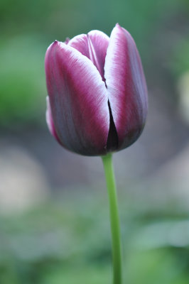 Purple tulip 2