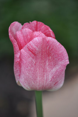 Pink tulip 3