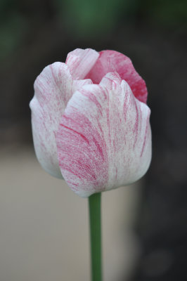 White and pink tulip