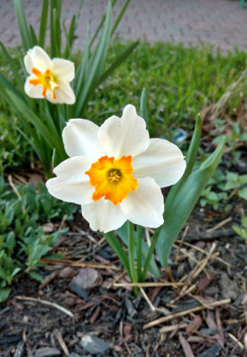 Daffodils