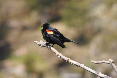 DSC_8008red_wing_black_bird.jpg