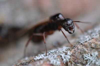 Ants