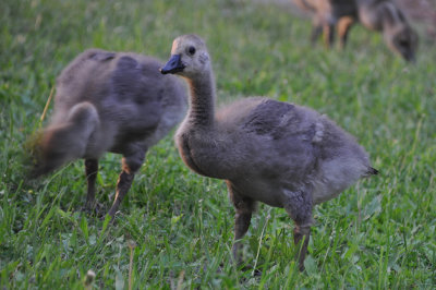 Canada Geese