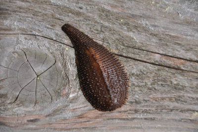 DSC_9123leech.jpg