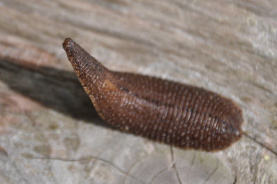 Leech