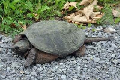 Snapping Turtle 3