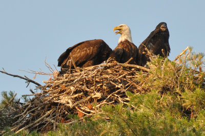 Bald Eagle