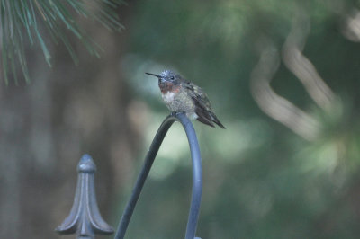 Hummingbirds