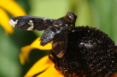 Bee Fly 2