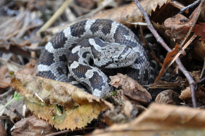 Snakes