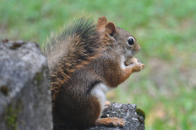 Squirrels