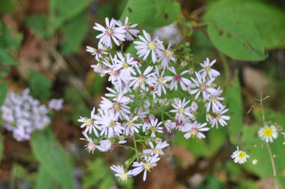 Aster