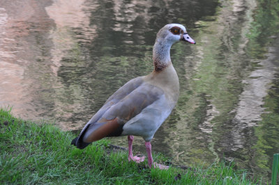 Egyptian Goose